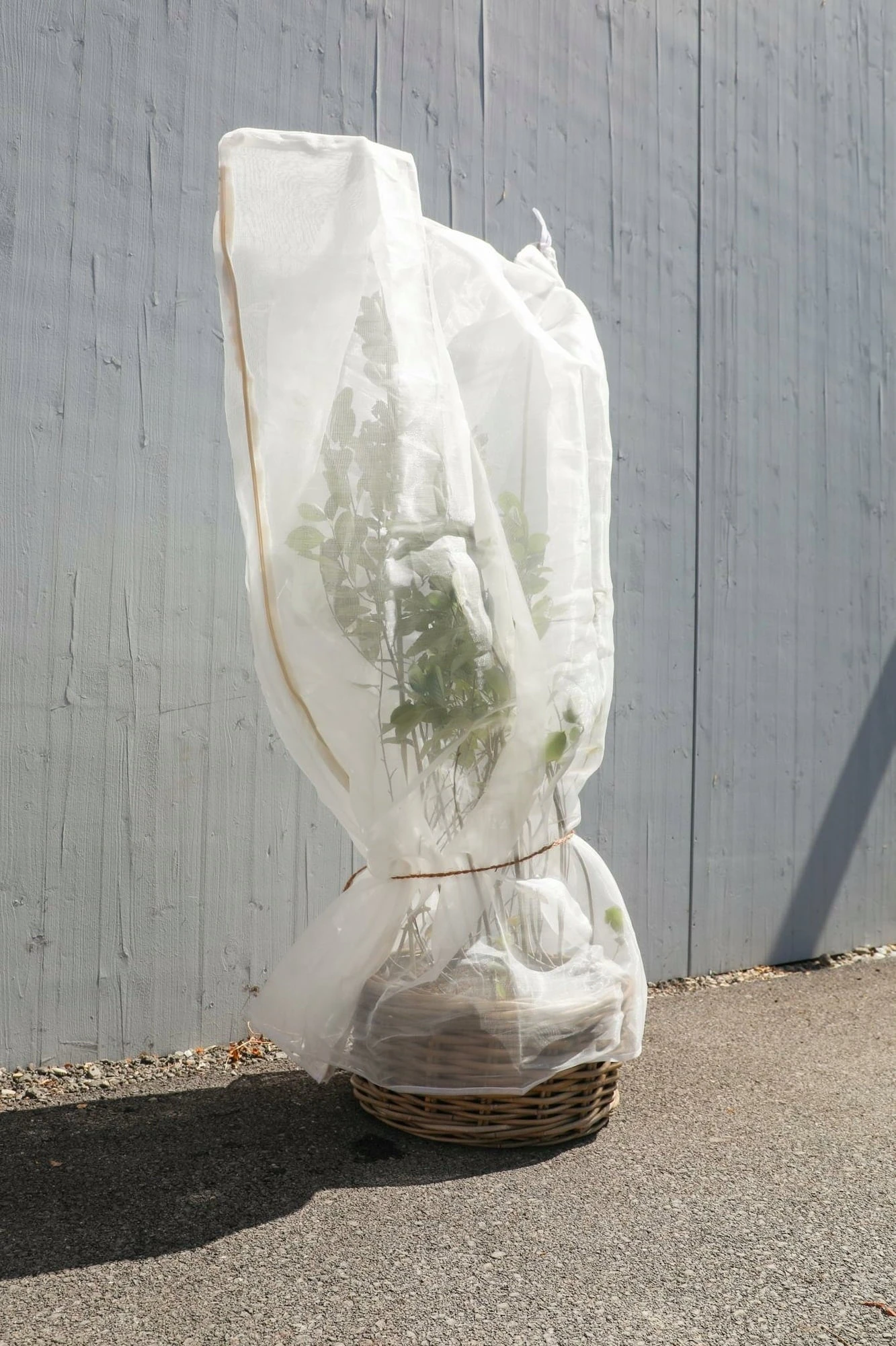 Drosal - Rete Di Protezione Per Arbusti Da Bacca 1 Drosal - Rete Di Protezione Per Arbusti Da Bacca