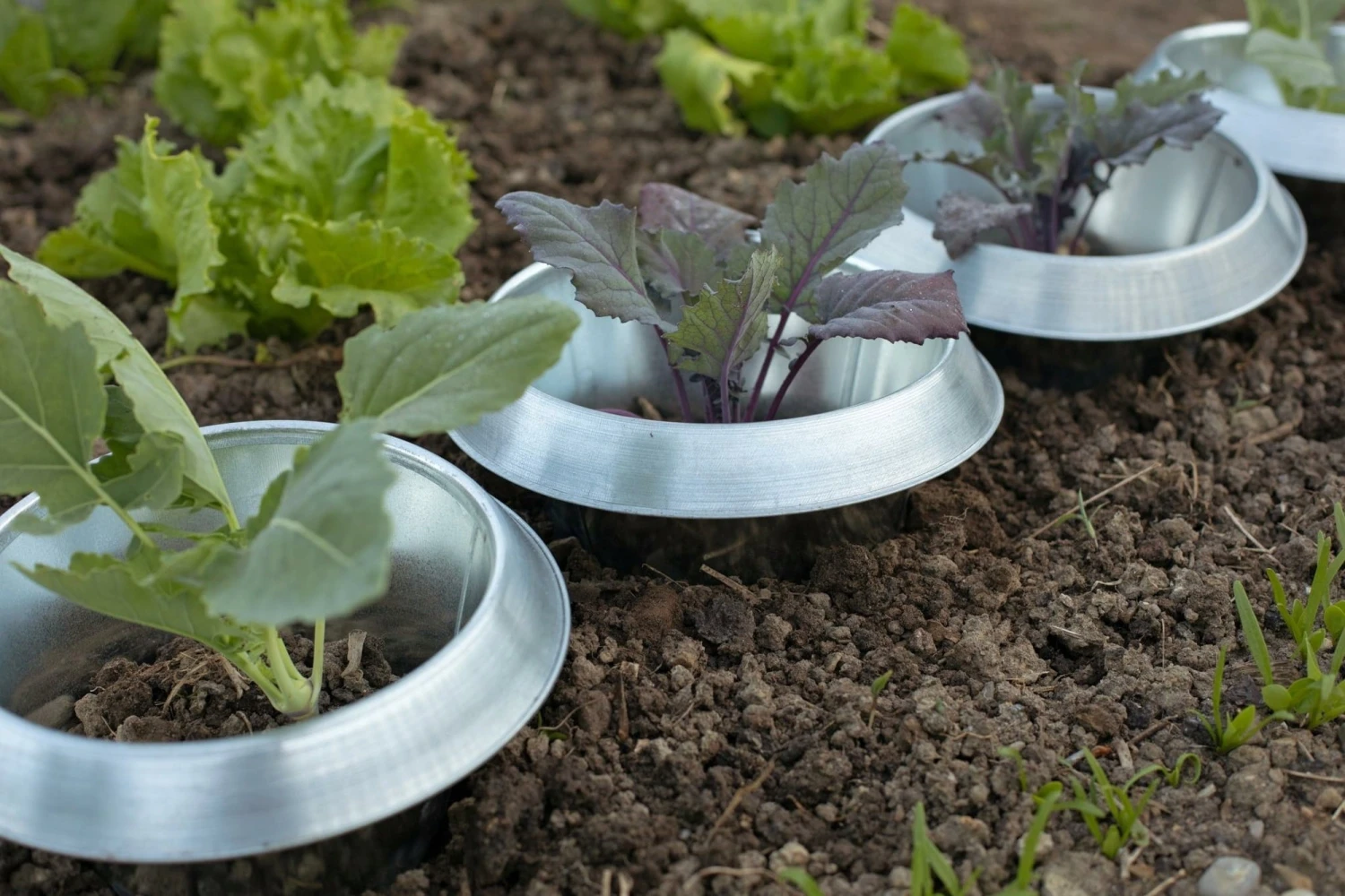 Set Di 6 Stop Lumache, FE Piccolo, Galvanizzato 2 Set Di 6 Stop Lumache, FE Piccolo, Galvanizzato - immagine 2