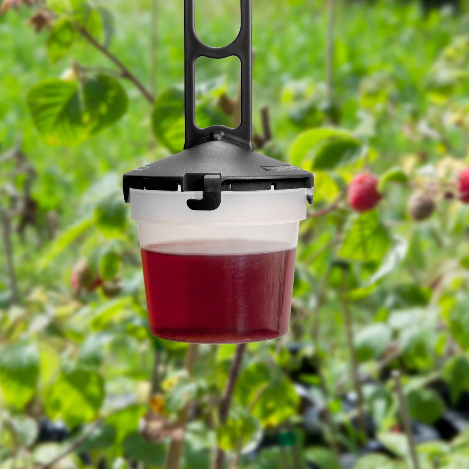 Trappole Per Drosofila Del Ciliegio - DrosalPro 1 Trappole Per Drosofila Del Ciliegio - DrosalPro