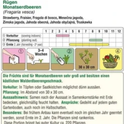 Fragola Di Bosco - Rüge
