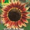 Girasole "Floristan" - Mix