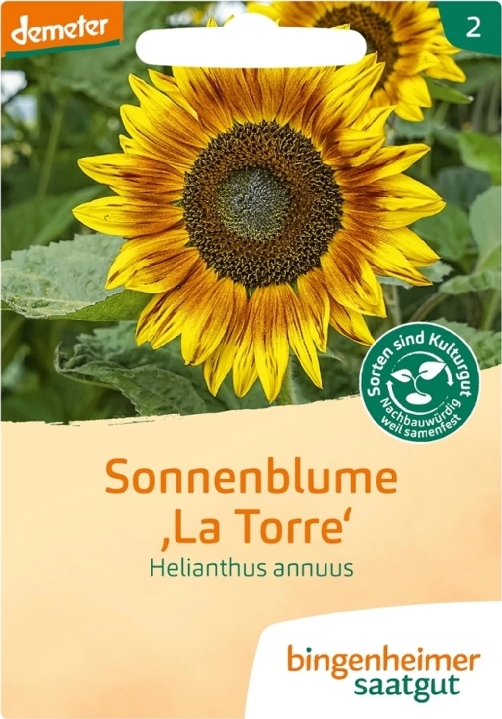 Girasole Multifiore 2 Girasole Multifiore - immagine 2