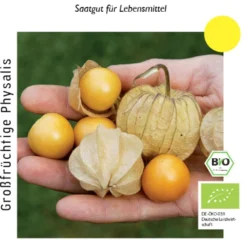 Alchechengio Peruviano Bio - Tropicana