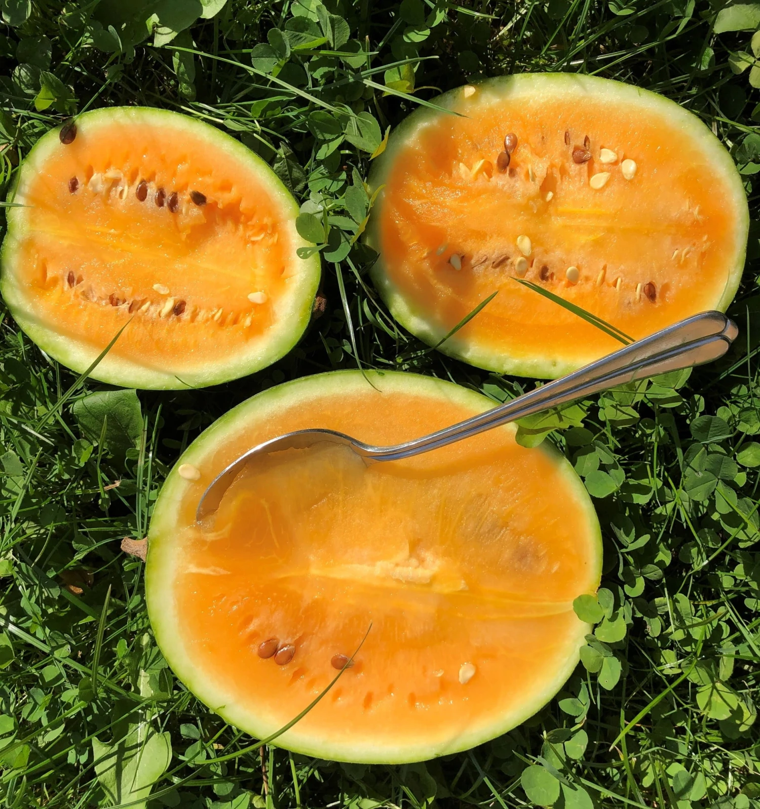 Anguria Bio - Solopoly 1 Anguria Bio - Solopoly