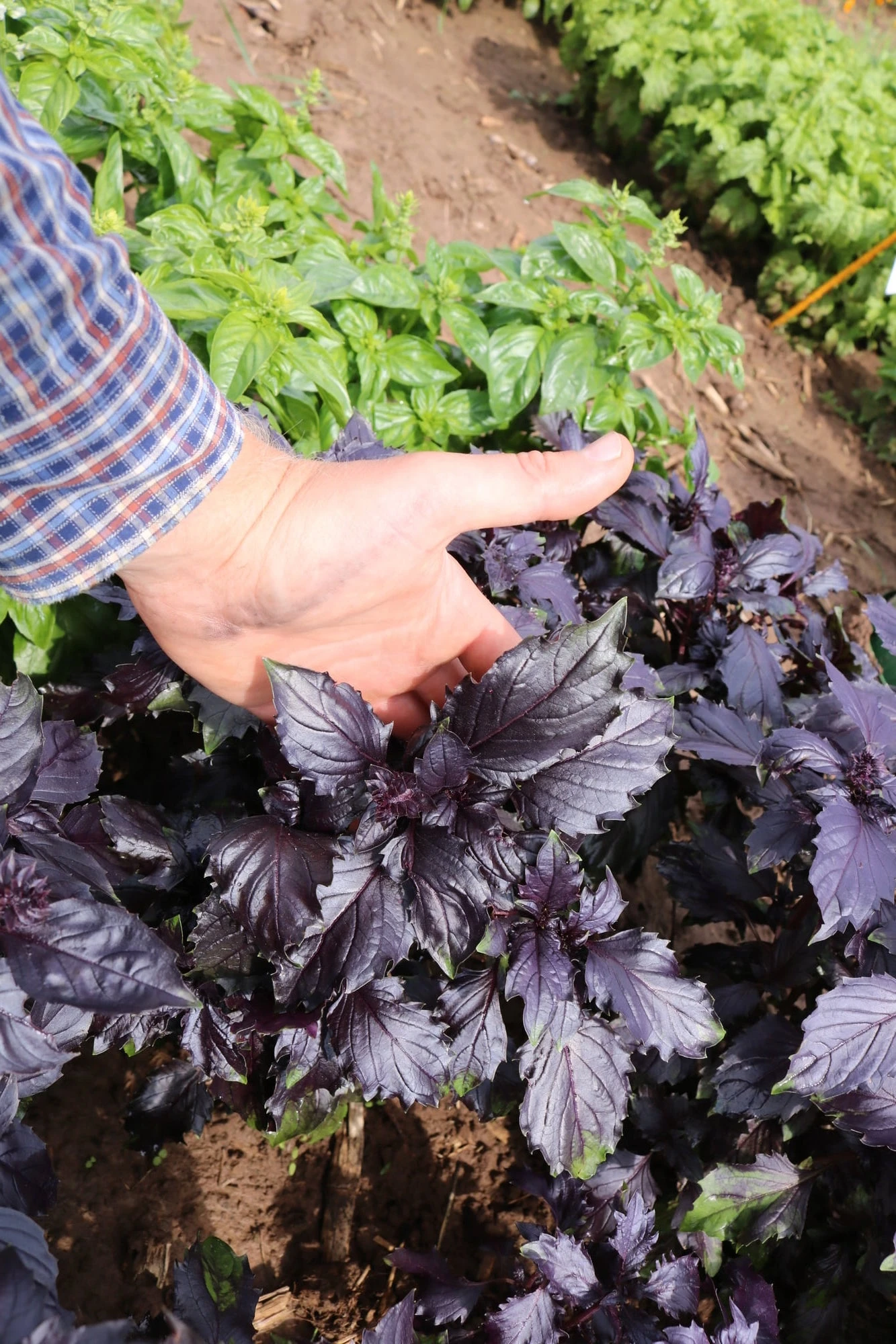 Basilico Rosso Bio - Rosara 3 Basilico Rosso Bio - Rosara - immagine 3