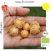 Physalis Pruinosa Bio - Dulceria