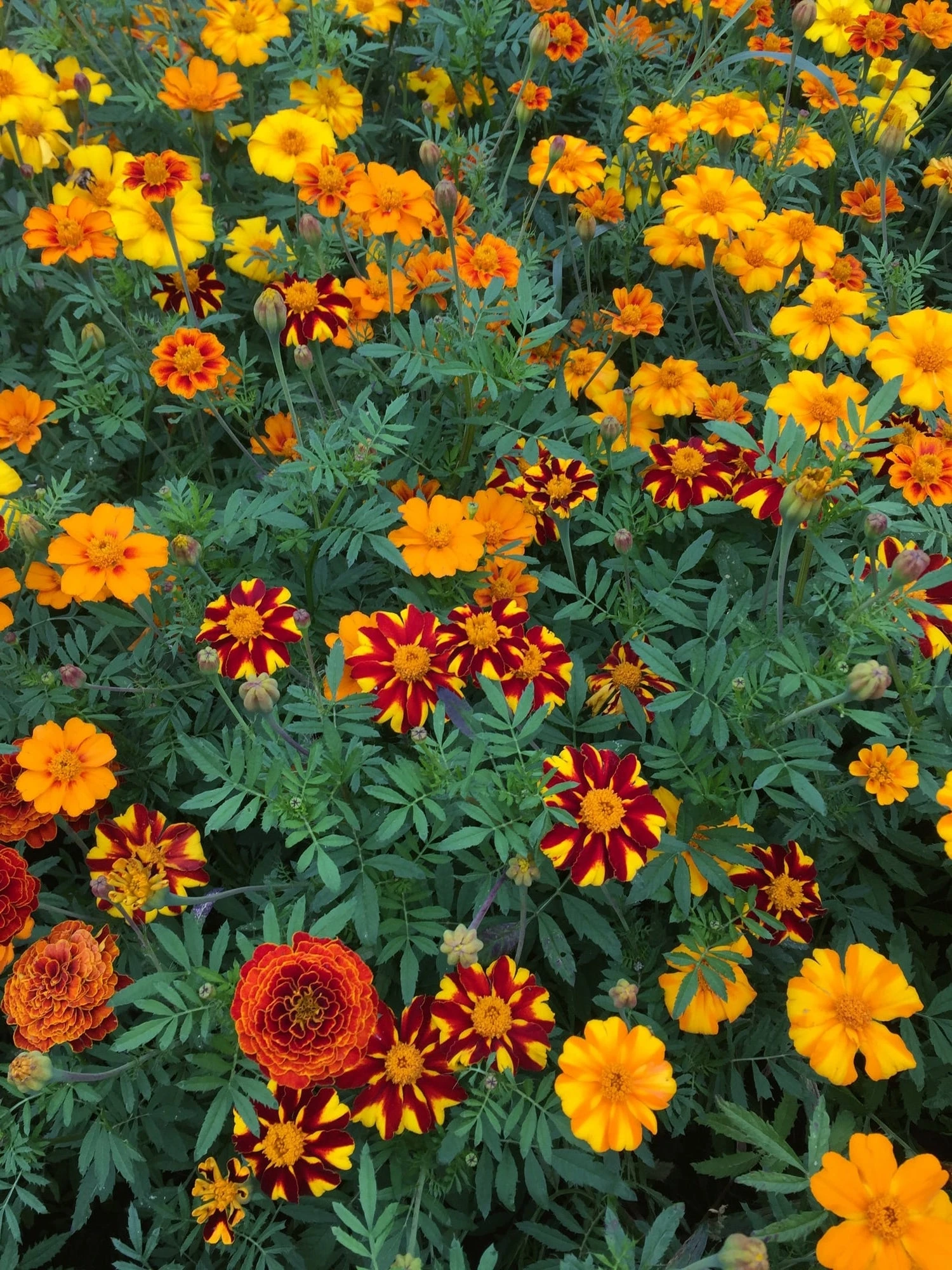 Tagetes Bio Con Fioritura Colorata - Nova - immagine 3