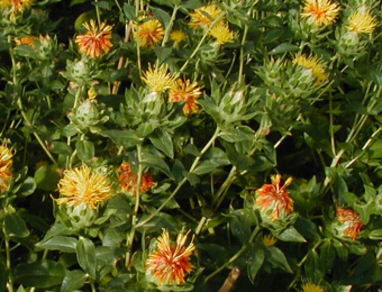 Cartamo/Zafferanone, 3 G 1 Cartamo/Zafferanone, 3 G