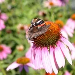 Echinacea Purpurea, 1 G -Offerta Economica Verdi Giard de bolster echinacea purpurea 1 g 1647402 it