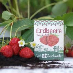 Fragola Di Bosco "Tubby Red" 9 Fragola Di Bosco "Tubby Red" -Offerta Economica Verdi Giard die stadtgaertner fragola di bosco tubby red 1 pkt 1314105 it