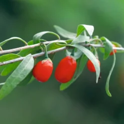 Mini Giardino - Bacche Di Goji Shanghai -Offerta Economica Verdi Giard die stadtgaertner mini giardino bacche di goji shanghai 1 set 1670439 it