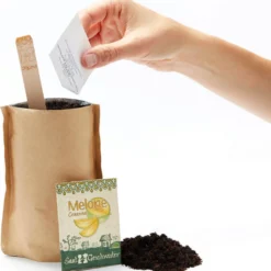 Mini-Giardino - Melone -Offerta Economica Verdi Giard die stadtgaertner mini giardino melone 1 st 1670303 it