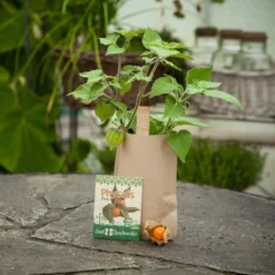 Mini Giardino - Physalis Perù