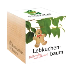 Ecocube - Albero Di Katzura