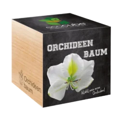 Ecocube - Albero Orchidea -Offerta Economica Verdi Giard feel green ecocube albero orchidea 1 k 1259052 it