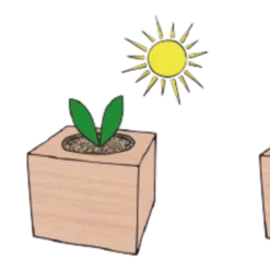 Ecocube - Banana Cavendish 5 Ecocube - Banana Cavendish -Offerta Economica Verdi Giard feel green ecocube banana cavendish 1 st 1670009 it