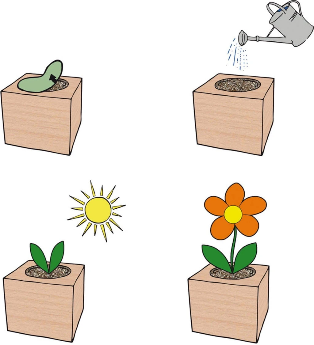 Ecocube - Erbe Aromatiche, Rosmarino 2 Ecocube - Erbe Aromatiche, Rosmarino - immagine 2