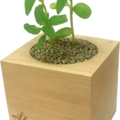 Ecocube - Rosa Selvatica, Rosa Canina