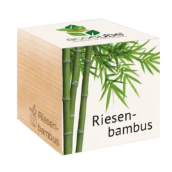 Ecocube - Pianta Esotica, Bambù Gigante