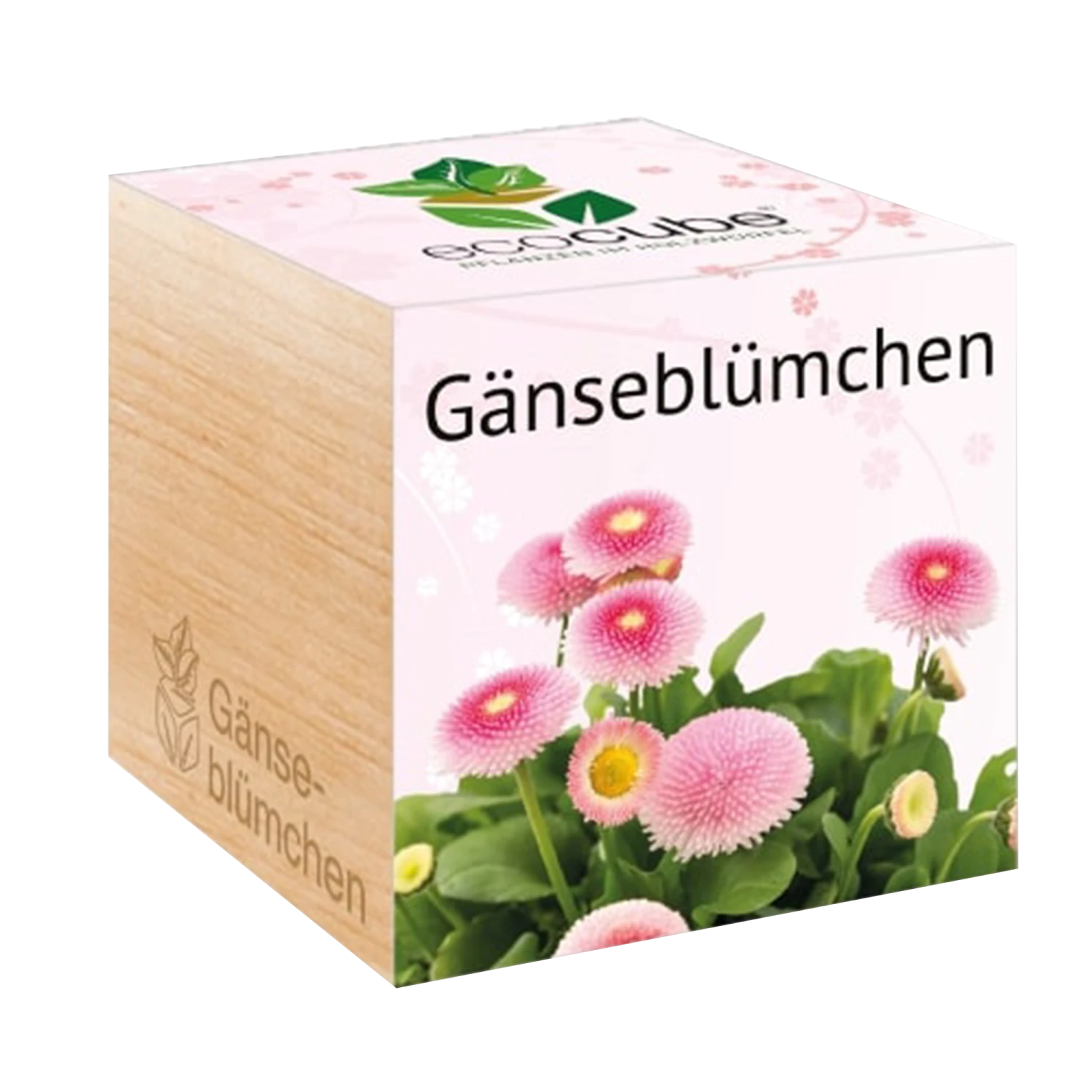 Ecocube - Pratolina 1 Ecocube - Pratolina