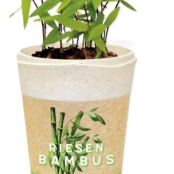 Ecocup - Bambù -Offerta Economica Verdi Giard feel green ecocup bambu 1 st 1670139 it