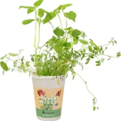 Ecocup - Bee Meadow -Offerta Economica Verdi Giard feel green ecocup bee meadow 1 st 1675679 it