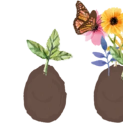 Seedegg - Uovo Di Quaglia, 6 Pz.