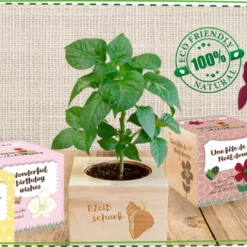 Green Celebrations - Albero Orchidea