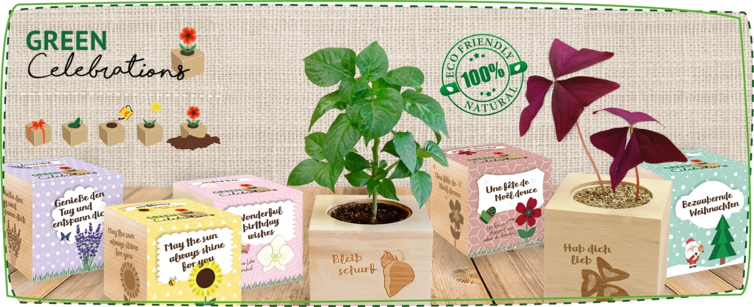 Green Celebrations - Fiordaliso 3 Green Celebrations - Fiordaliso - immagine 3