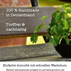 Set Da Coltivazione - Mimosa Pudica Bonsai -Offerta Economica Verdi Giard growbro set da coltivazione bonsai mimosa 1 set 844485 it