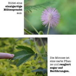 Set Da Coltivazione - Mimosa Pudica Bonsai -Offerta Economica Verdi Giard growbro set da coltivazione bonsai mimosa 1 set 844552 it