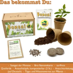 Set Da Coltivazione - Mimosa Pudica Bonsai -Offerta Economica Verdi Giard growbro set da coltivazione bonsai mimosa 1 set 964541 it