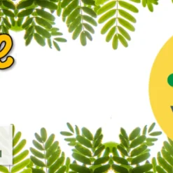 Set Da Coltivazione - Mimosa Pudica Bonsai -Offerta Economica Verdi Giard growbro set da coltivazione mimosa pudica bonsai 1 set 1672235 it