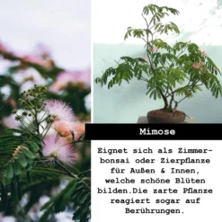 Set Da Coltivazione Premium - Fiori E Spine -Offerta Economica Verdi Giard growbro set da coltivazione premium fiori e spine 1 set 964347 it