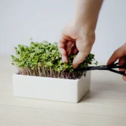 Starter Kit Microgreens