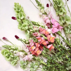 Antirrhinum Majus - Bocca Di Leone Costa Apricot