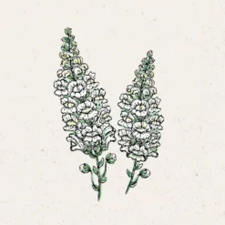 Offerta Economica Verdi Giard -Offerta Economica Verdi Giard jora dahl antirrhinum majus bocca di leone royal bride 1 paket 1671372 it