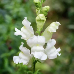 Offerta Economica Verdi Giard 28 Antirrhinum Majus - Bocca Di Leone Royal Bride