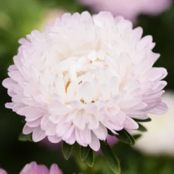 Nuovi Prodotti -Offerta Economica Verdi Giard jora dahl callistephus chinensis astro della cina king size appleblossom 1 conf 1467502 it