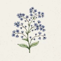 Cynoglossum Amabile - Firmament