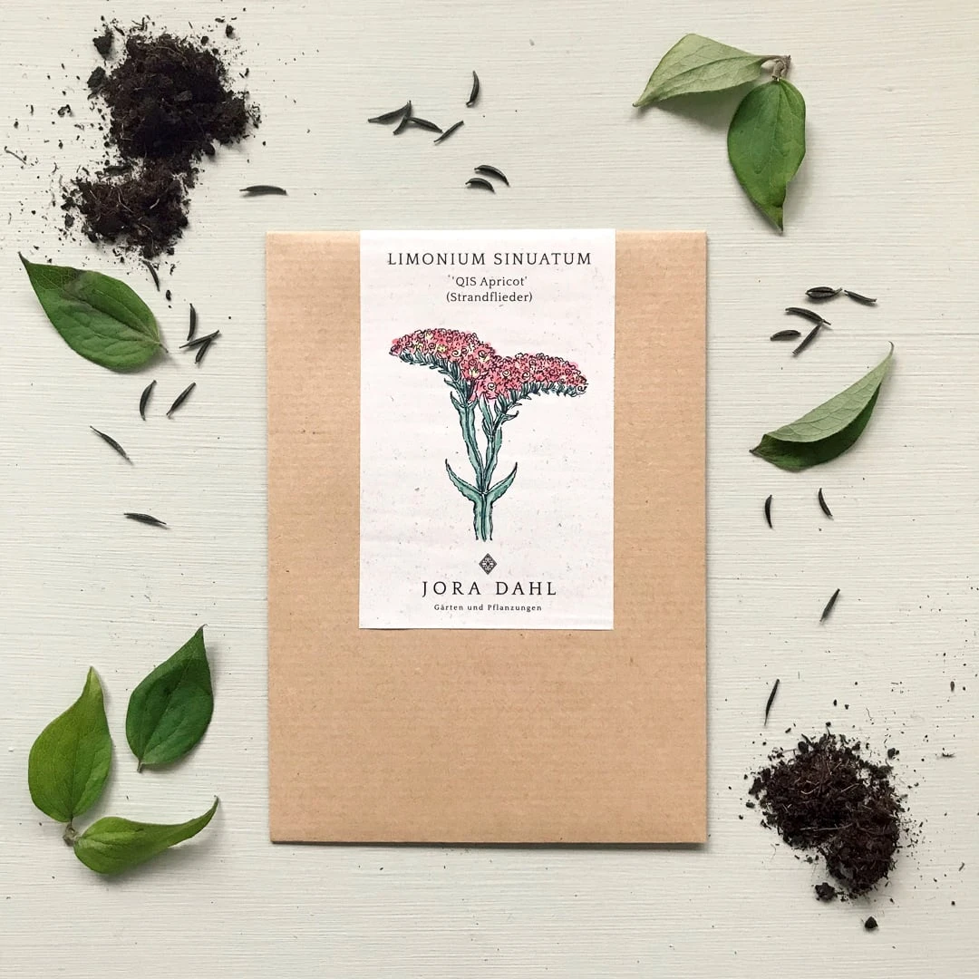 Limonium Sinuatum - QIS Apricot 3 Limonium Sinuatum - QIS Apricot - immagine 3