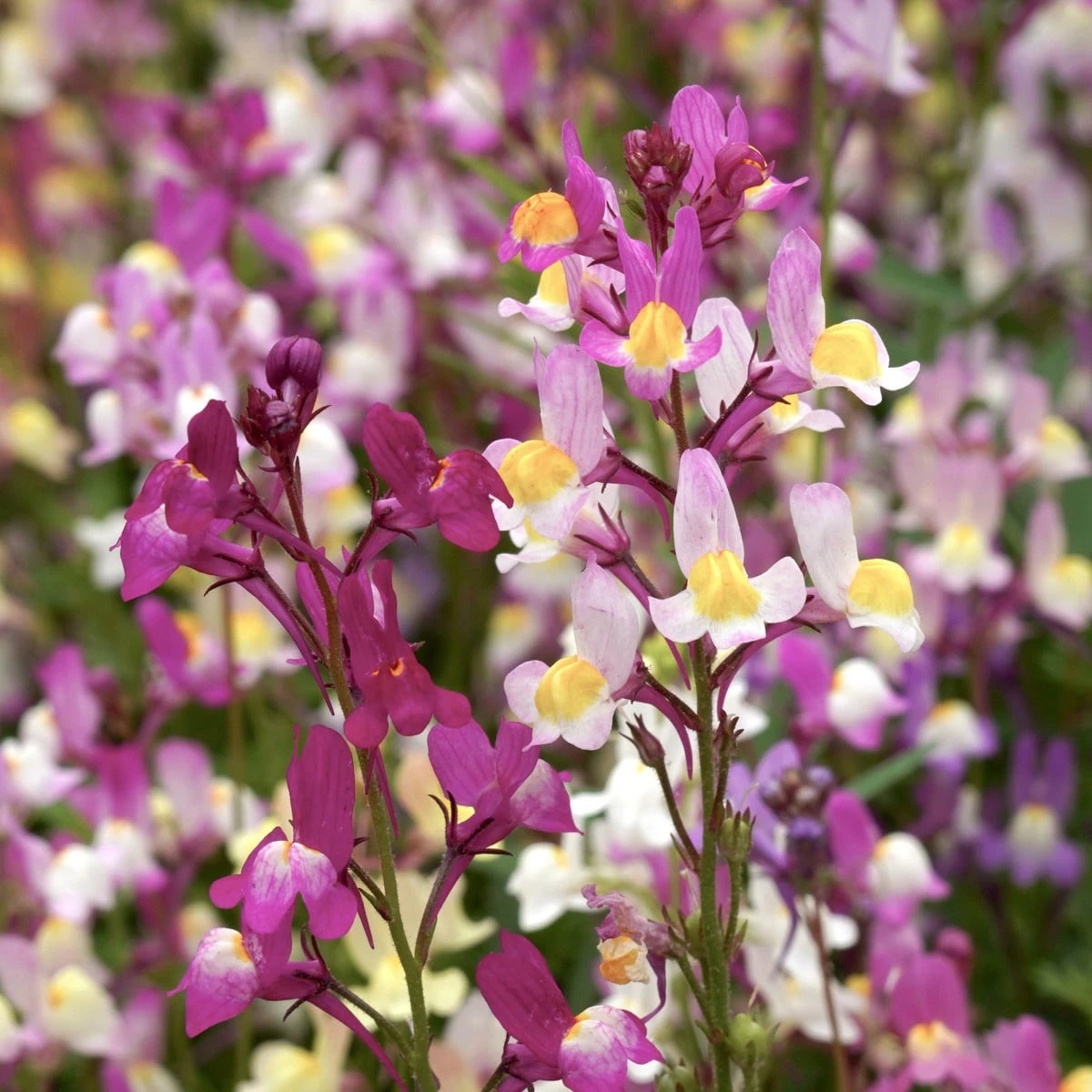 Linaria Maroccana - Fairy Lights 2 Linaria Maroccana - Fairy Lights - immagine 2