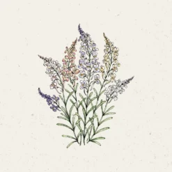 Linaria Maroccana - Fairy Lights