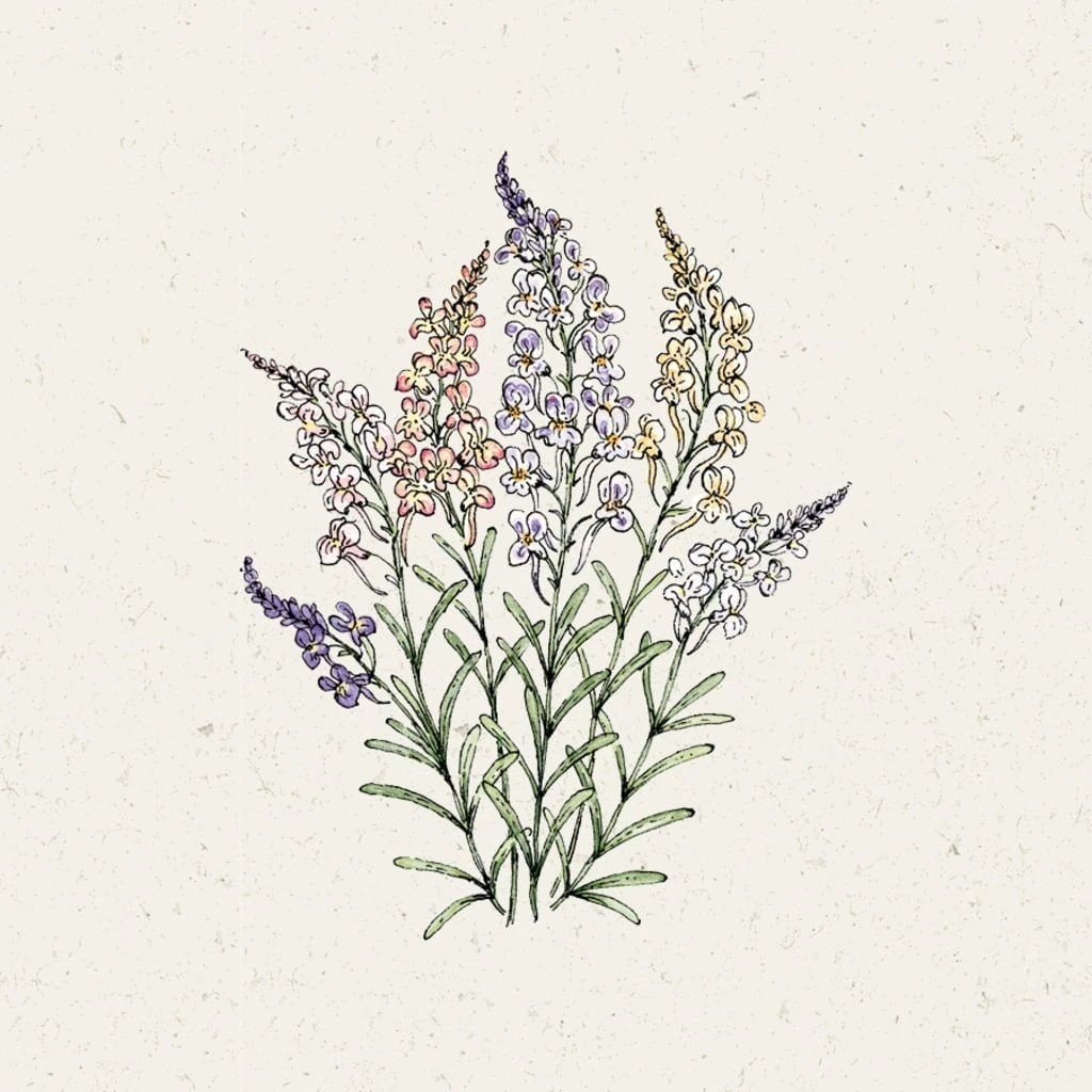 Linaria Maroccana - Fairy Lights 1 Linaria Maroccana - Fairy Lights