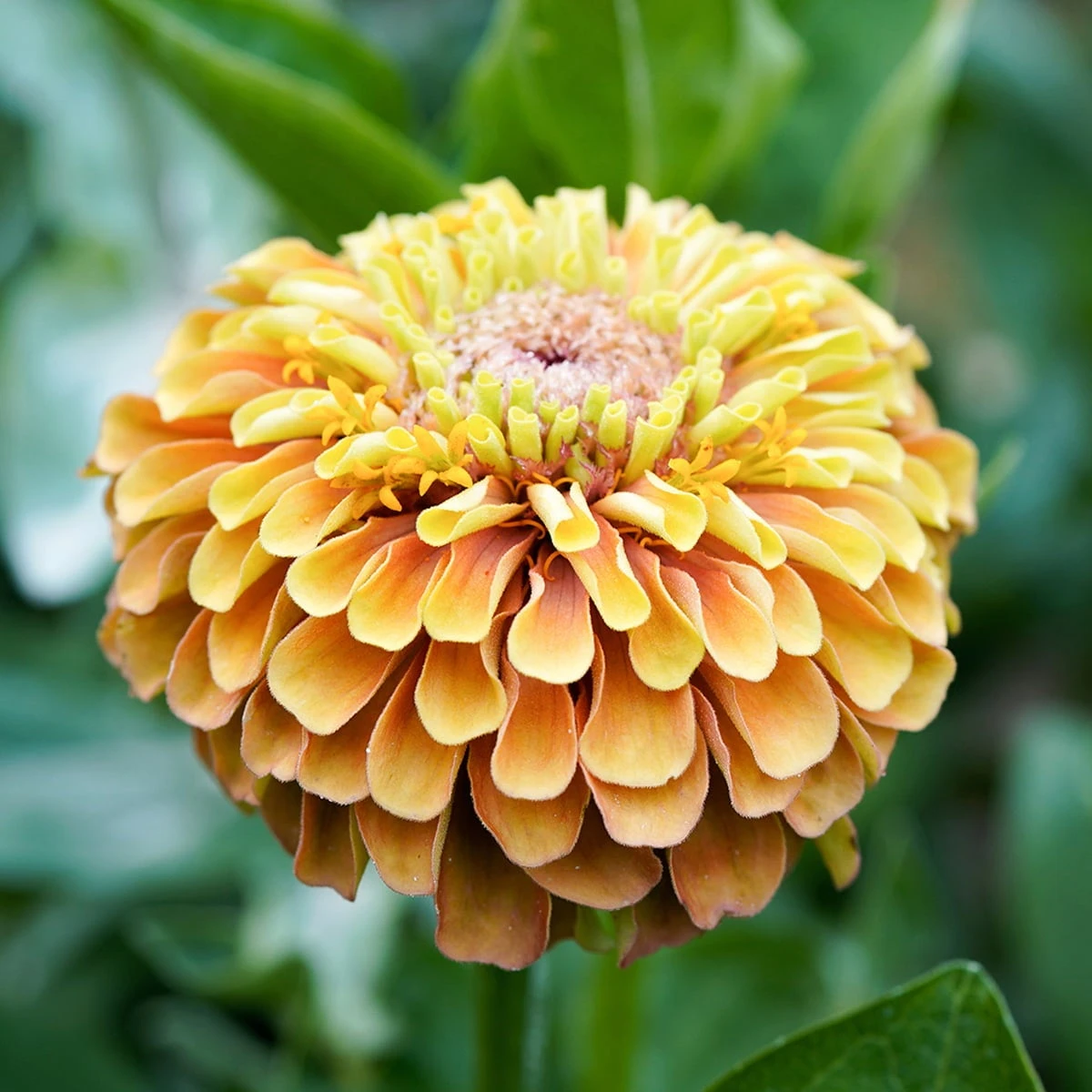 Zinnia Elegans - Queen Lime Orange 2 Zinnia Elegans - Queen Lime Orange - immagine 2