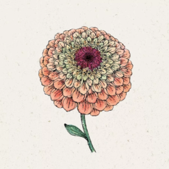 Zinnia Elegans - Queen Lime Orange