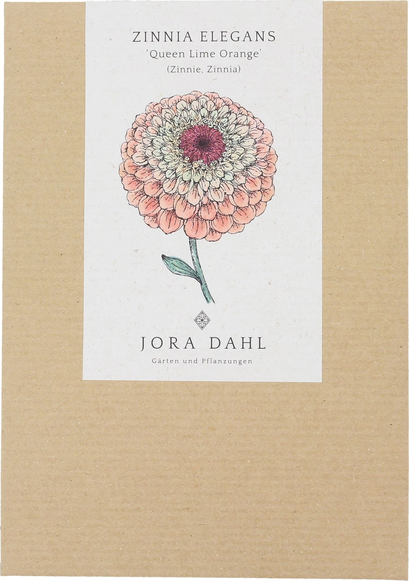 Zinnia Elegans - Queen Lime Orange 3 Zinnia Elegans - Queen Lime Orange - immagine 3