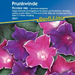 Campanella Rampicante "Picotee Mix"