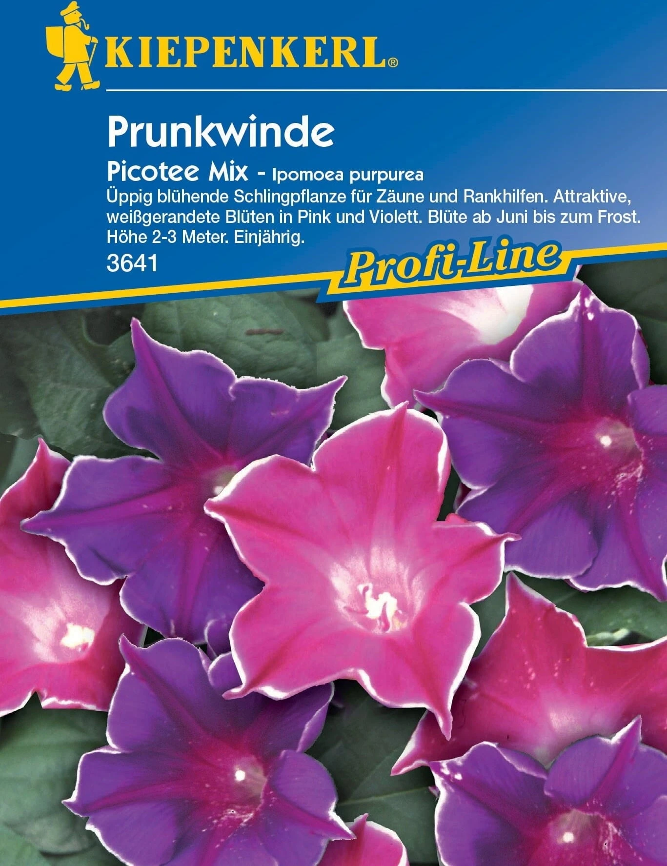 Campanella Rampicante "Picotee Mix" 1 Campanella Rampicante "Picotee Mix"