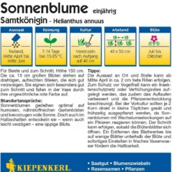 Girasole "Velvet Queen"